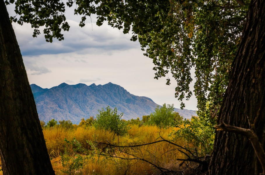 Albuquerque Bosque